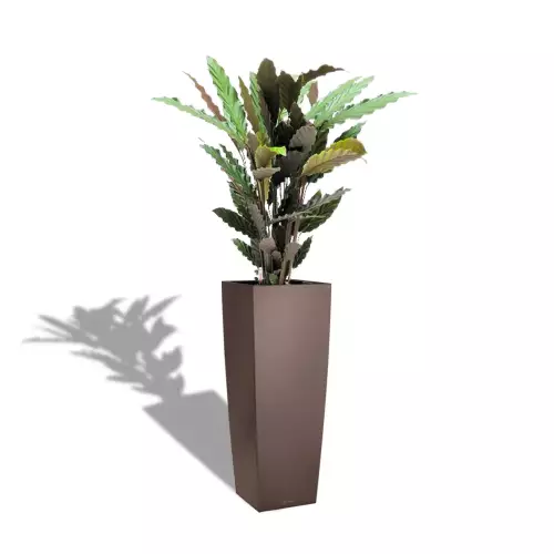 Calathea rufibarba w brązowej donicy CUBICO ALTO